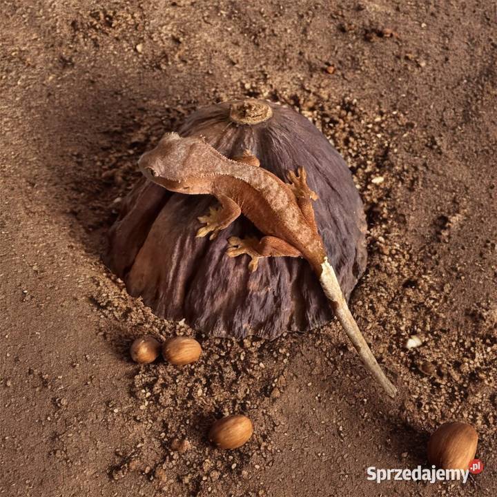 Młody gekon orzęsiony bicolor Gady i płazy