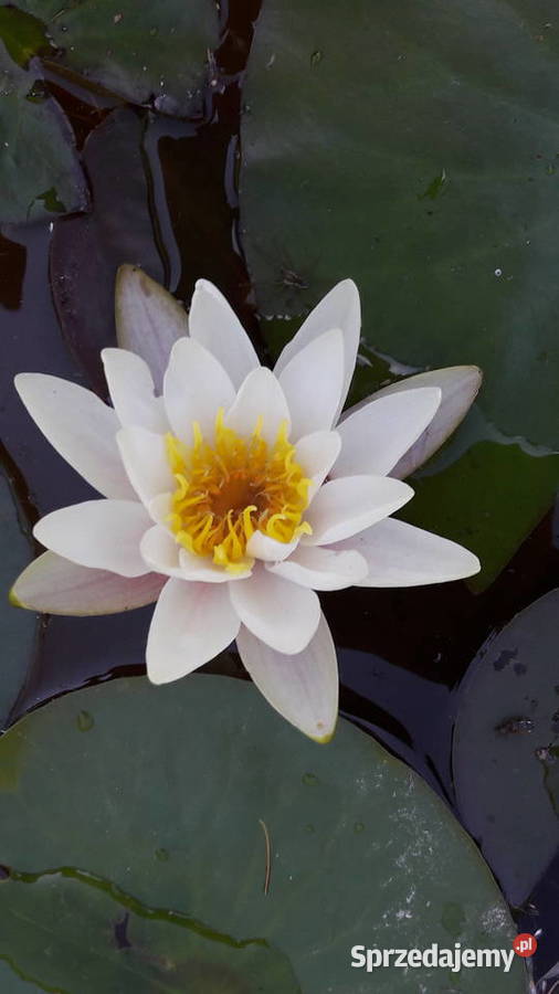 Lilie wodne nenufar Sarzyna sprzedam