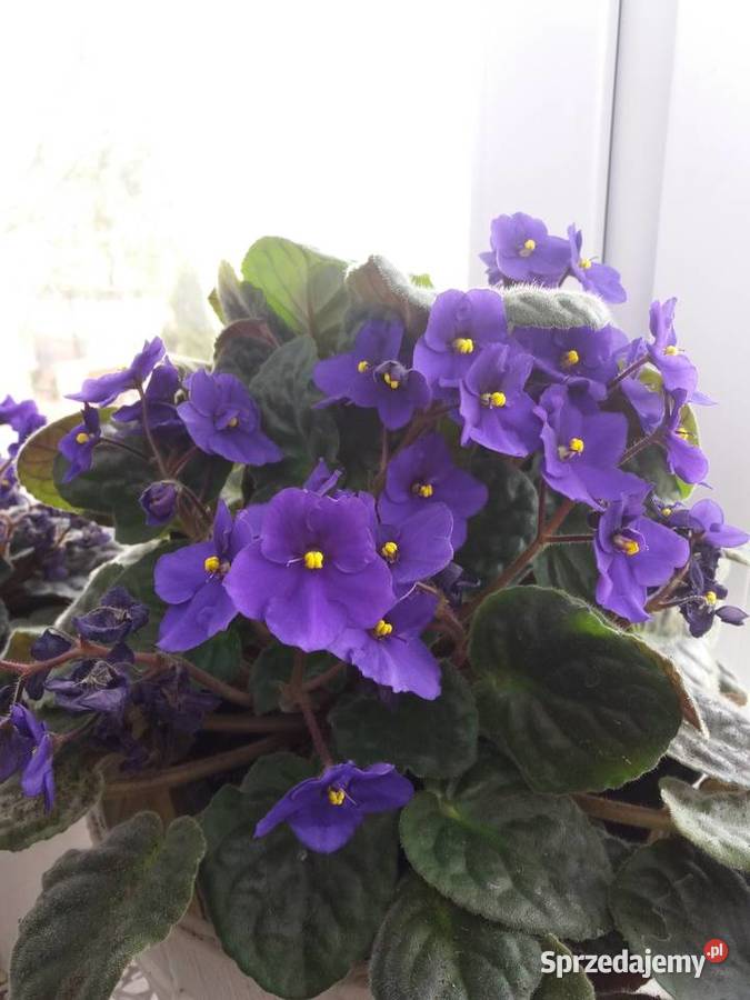 Kwiaty doniczkowe Zduńska Wola