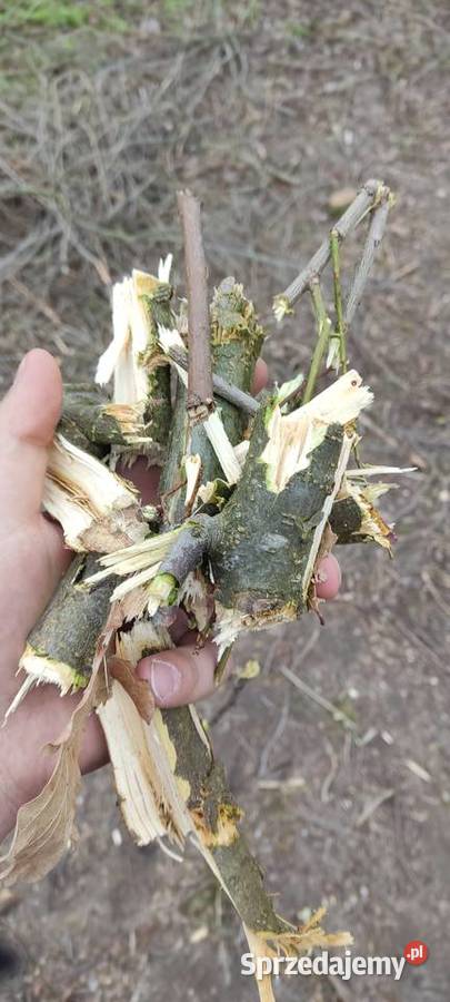 Zrębki akacjowośliwkowe Chełm