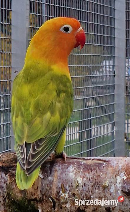 Nierozłączka Fischer Nierozłączki Fischer Wrocław