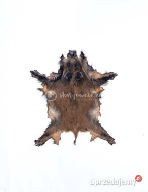 Dzik dekoracyjny skóra z dzika na podłogę skóra małopolskie Szaflary