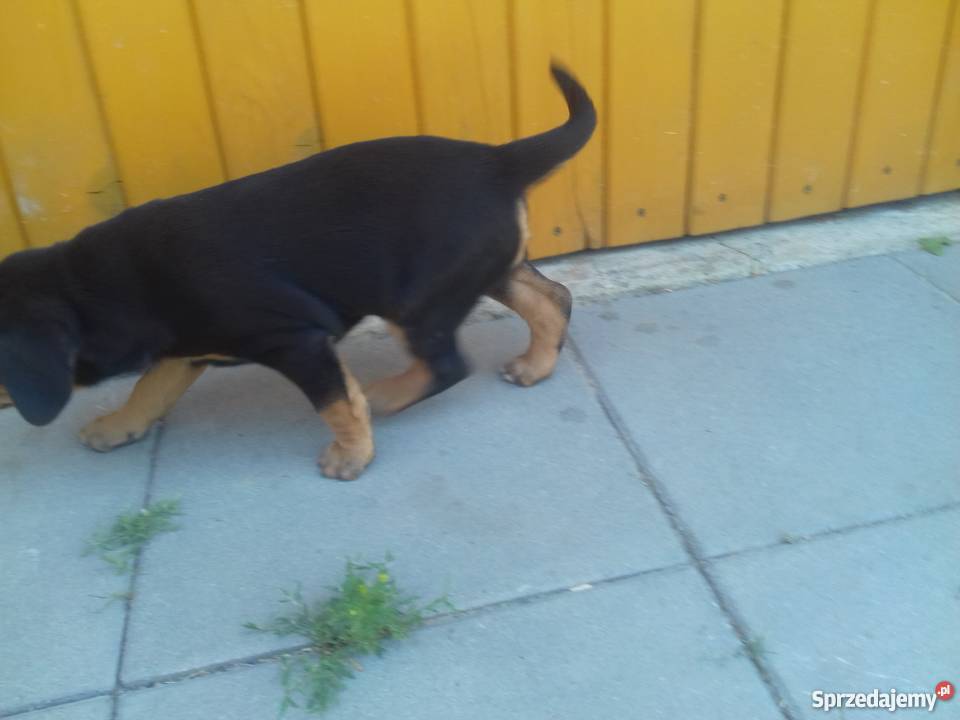 Oddam szczenięta gończy polski Dąbrowa Tarnowska sprzedam