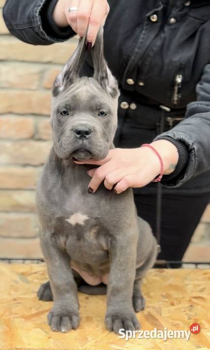 Cane Corso Szczenięta na sprzedaż Cane Corso Warszawa