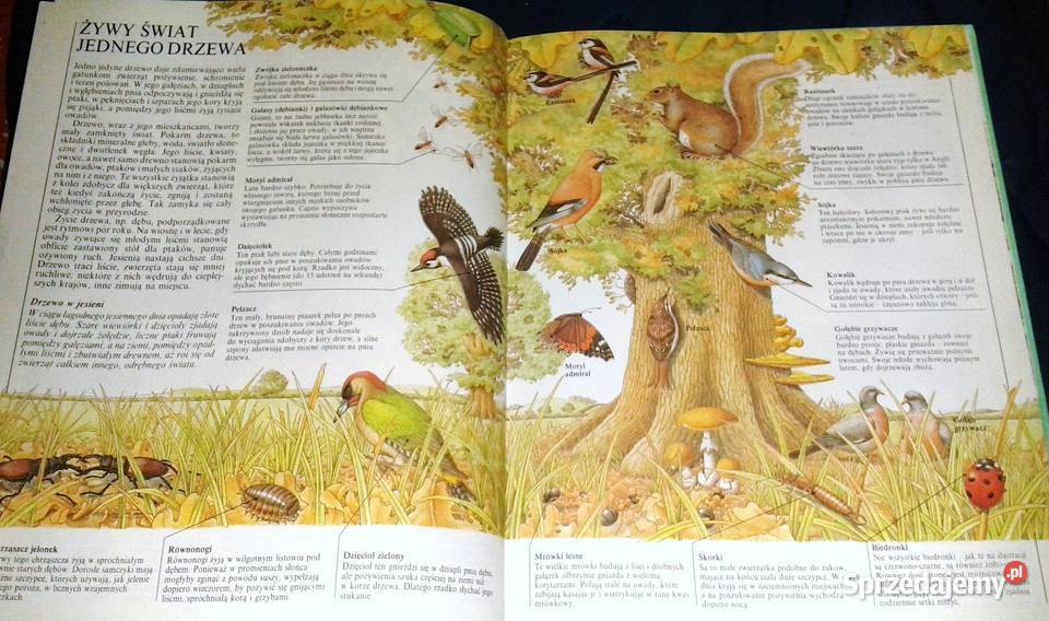 W świecie zwierząt John Feltwell Chełm