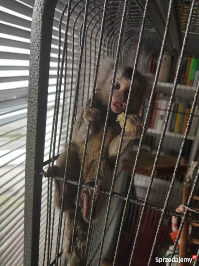 Sprzedam małpki dwie marmozety akcesoria