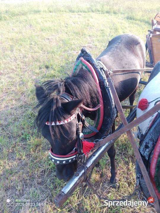 Kucyk klacz Nowy Sącz