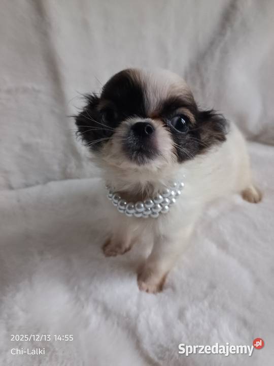 Chihuahua xxs chłopiec samiec dlugowlosy Chihuahua