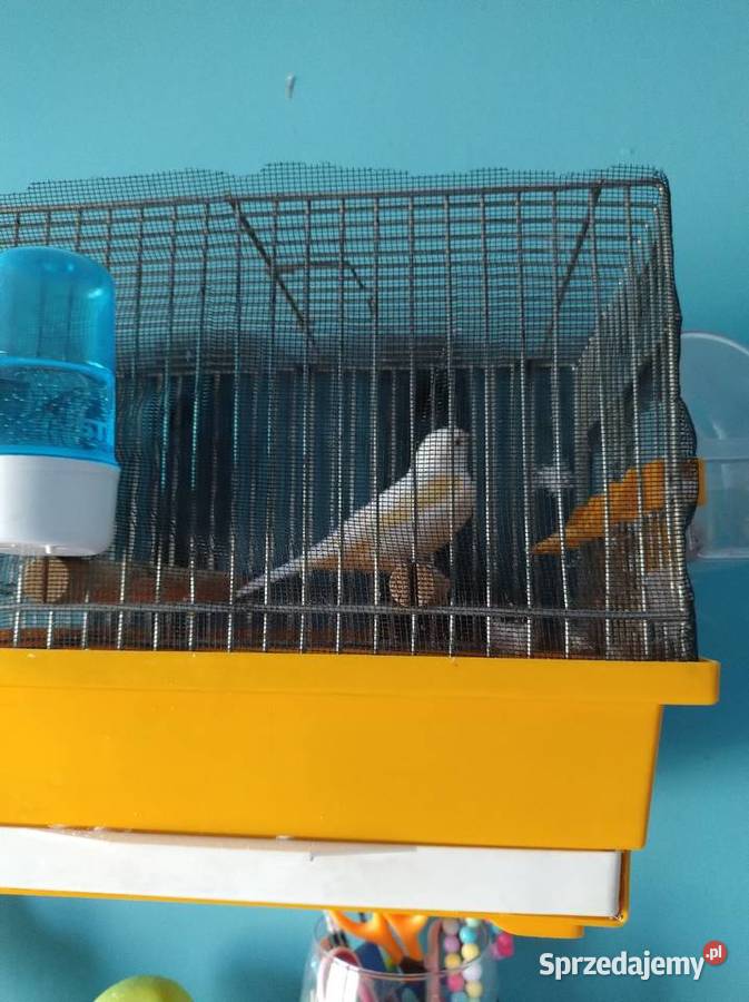 Kanarek żółty mozaika samica śląskie Częstochowa