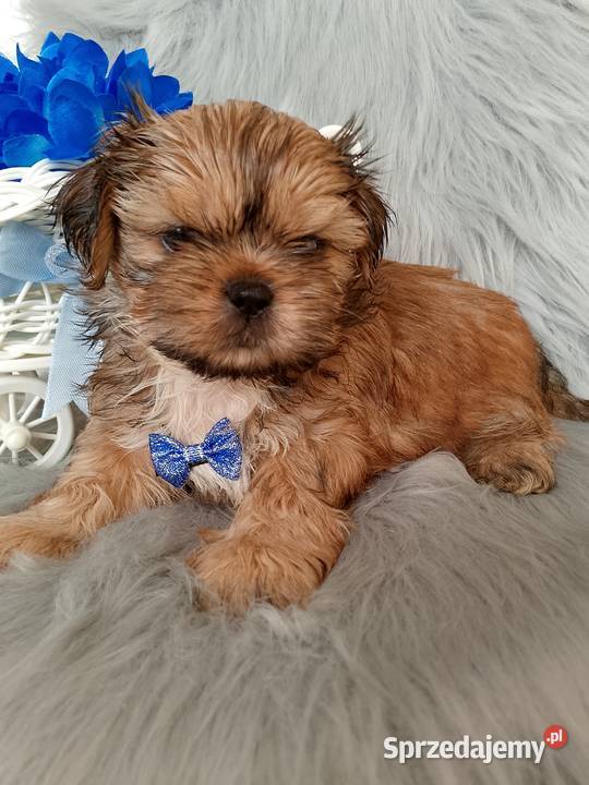 Gotowy do odbioru piesek rasy ShihTzu Wieruszów sprzedam