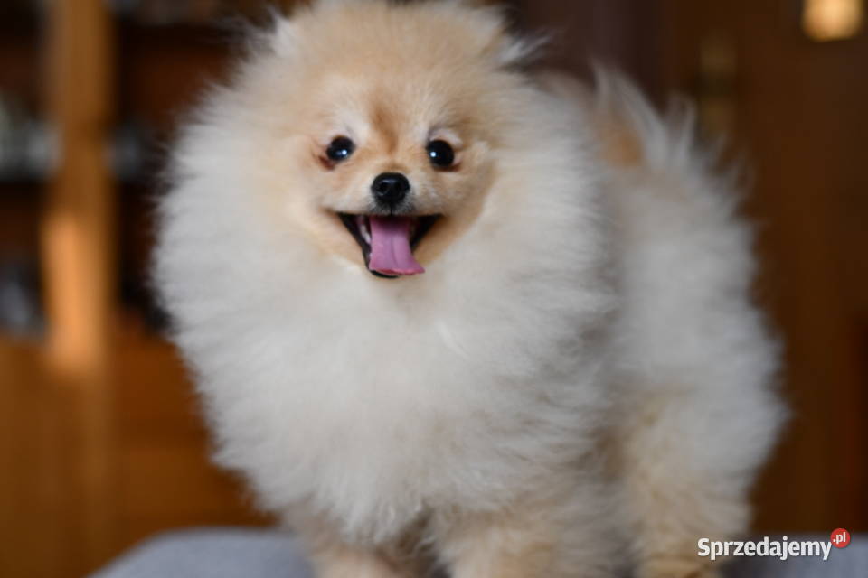 Szpic miniaturowy pomeranian piesek Łódź sprzedam