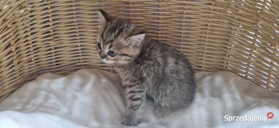 Kocurek Brytyjski złocisty pręgowany Katowice