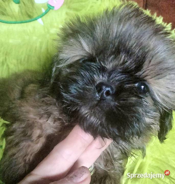 Shih tzu FCI Wałbrzych