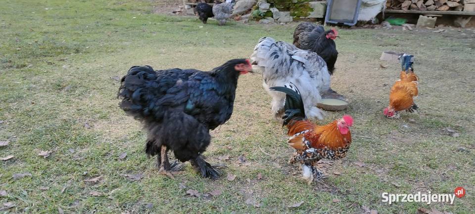 Kochany olbrzymie lubelskie Tokarówka