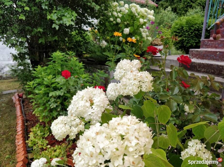 Pomiechówek działka rekreacyjna 323m2 w z prąd sprzedam