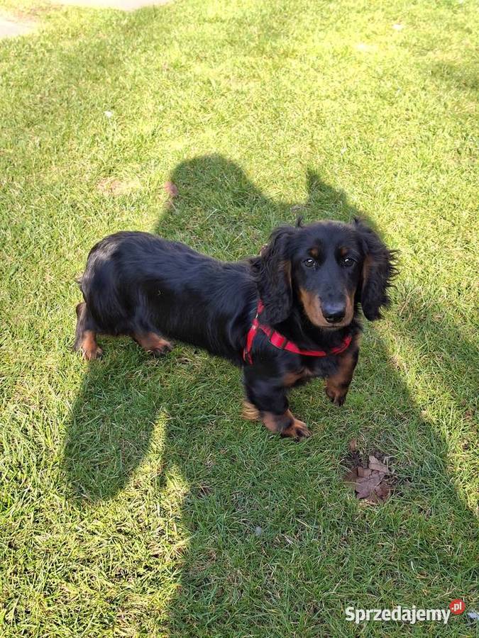 Jamnik długowłosy suczka 55 miesiąc Żyrardów