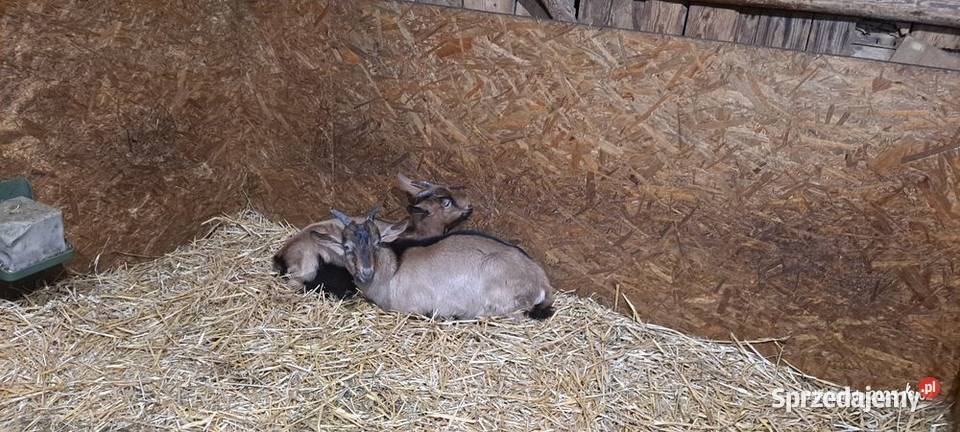Sprzedam kozy Kozy Kłonówek