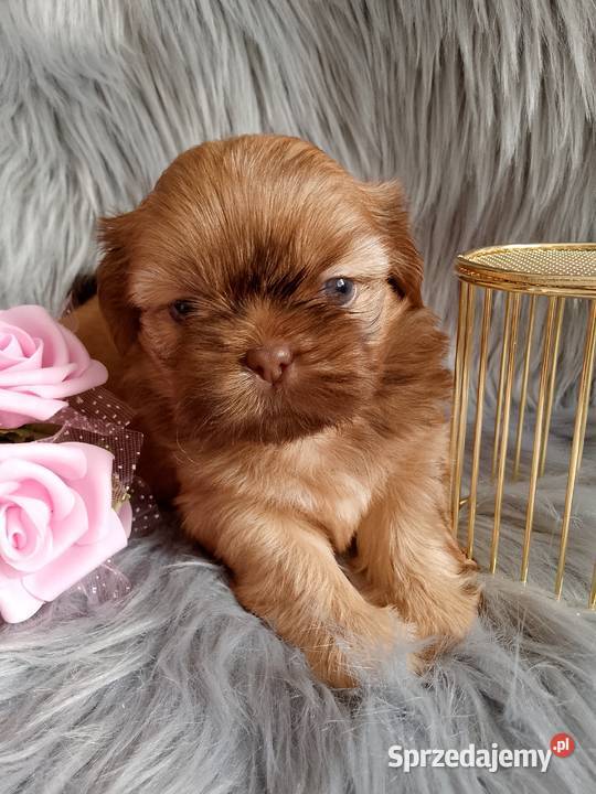 Piękna suczka shih tzu szuka domku Namysłów