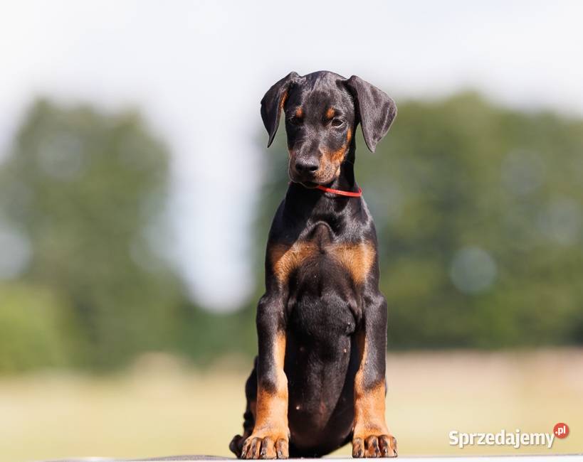 Doberman szczenie suczka FCI Gorzów Wielkopolski