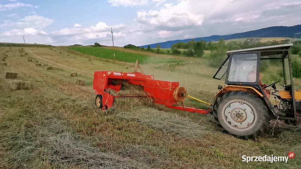 Siano tegoroczne duże kostki z sipmy z2241 Łękawica