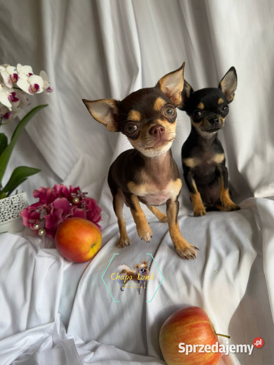 Chihuahua suczki z rodowodem black tricolor tan świętokrzyskie Skarżysko-Kamienna