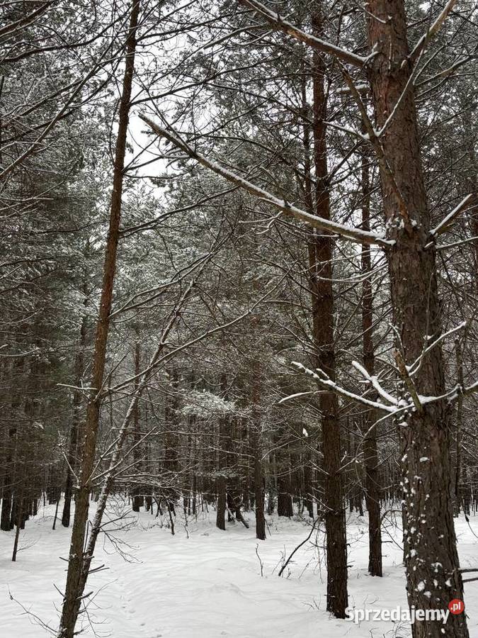 las działka leśna Nadrzecze k Biłgoraja część lubelskie