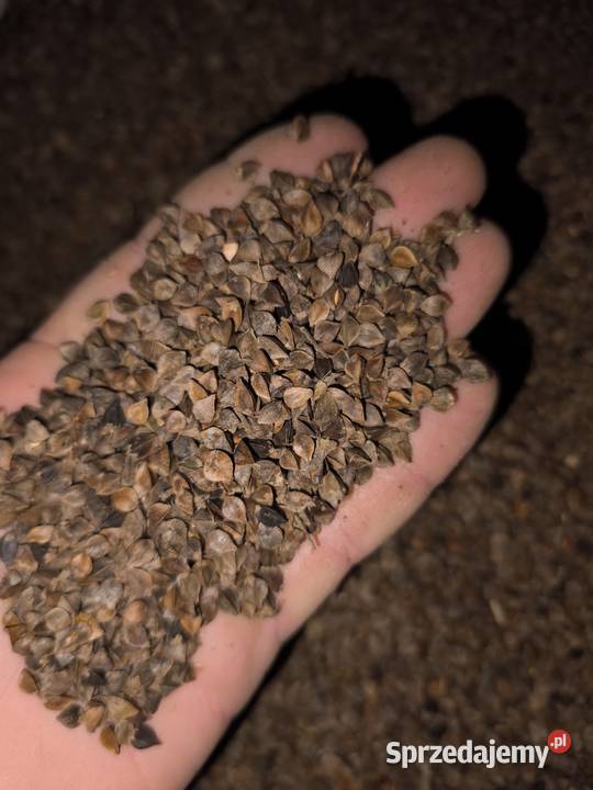 Gryka wielkopolskie Strzałków sprzedam