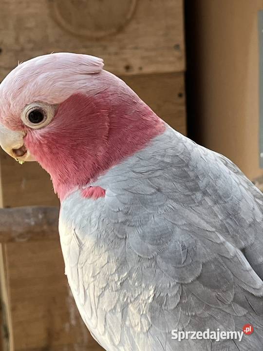 Kakadu Różowe szczepiące na Lutino Sztum