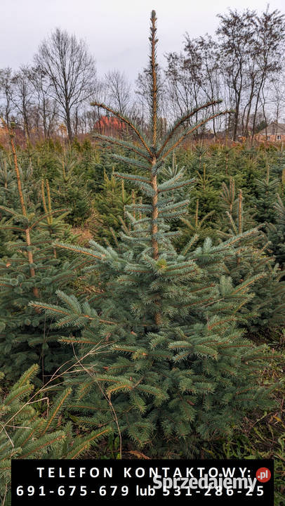 Świerk Srebrny Drzewka Choinki Świąteczne Dobrzyń nad Wisłą sprzedam