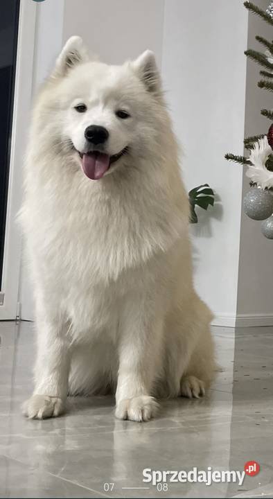 Szczeniaki Samoyed FCI świętokrzyskie Oleśnica sprzedam