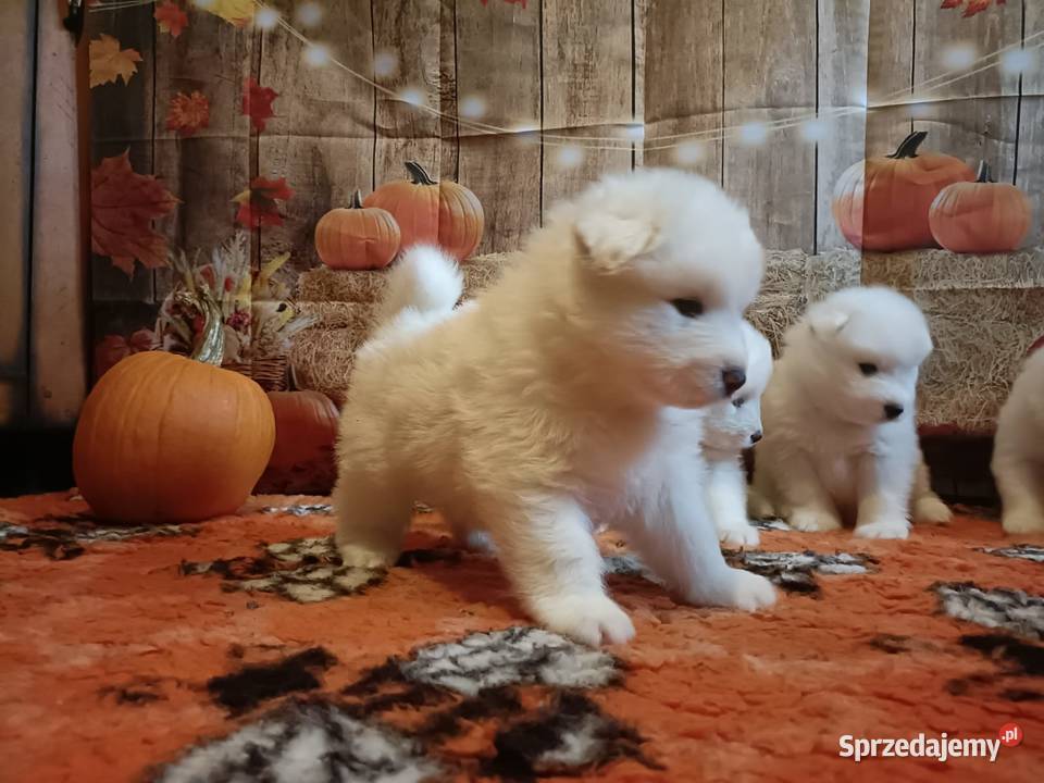 Rasowe szczeniaki samoyed małopolskie sprzedam