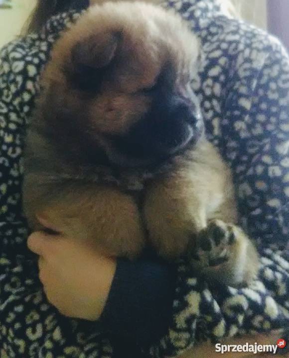 ChowChow szczeniaki sprzedam Konstantynów