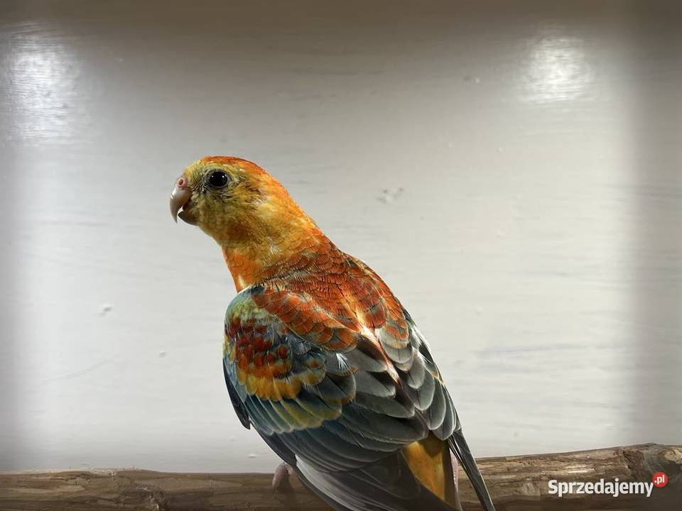 Papugi świergoty Łopoń