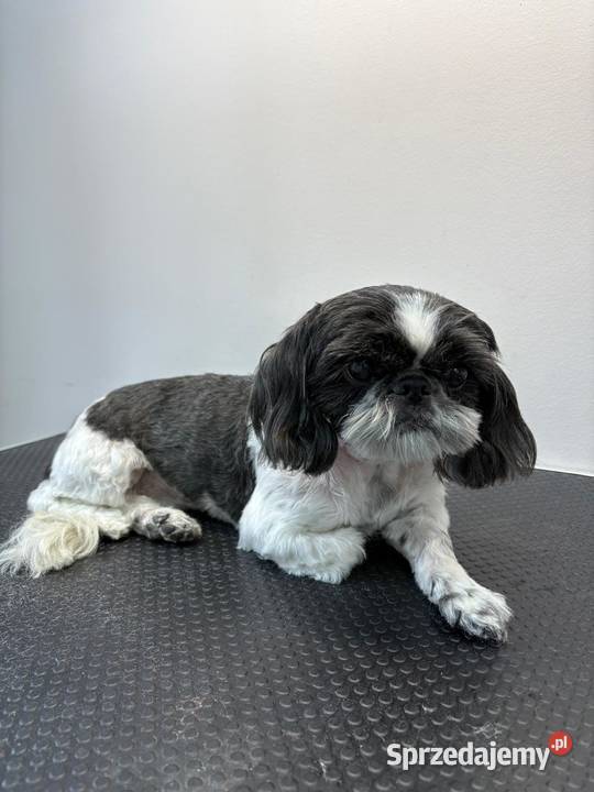 Strzyżenie czworonogów Szczecin Prawobrzeże