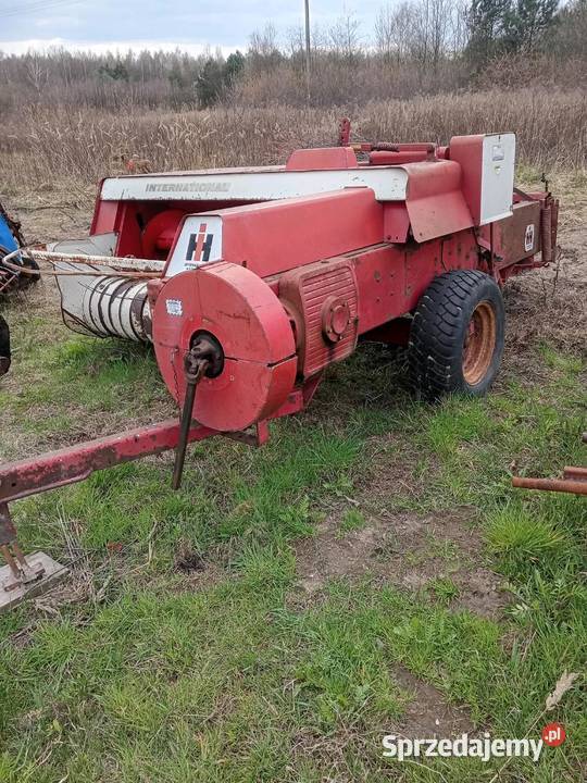 Sprzedam prase kostke Skronina