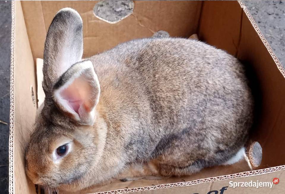 Królik dorosła samica wielkopolskie Dębicze