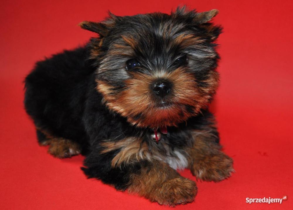 Ośmiotygodniowe szczenieta york yorkshire terier Szczecin