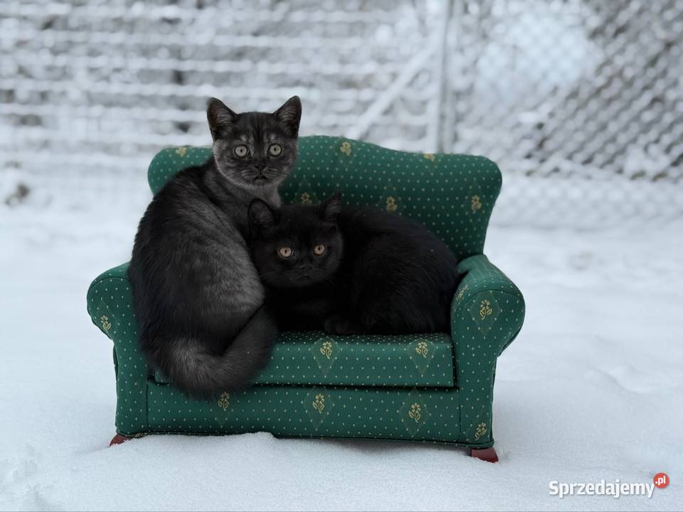 Brytyjskie koty czarnoniebieskie Grochowa