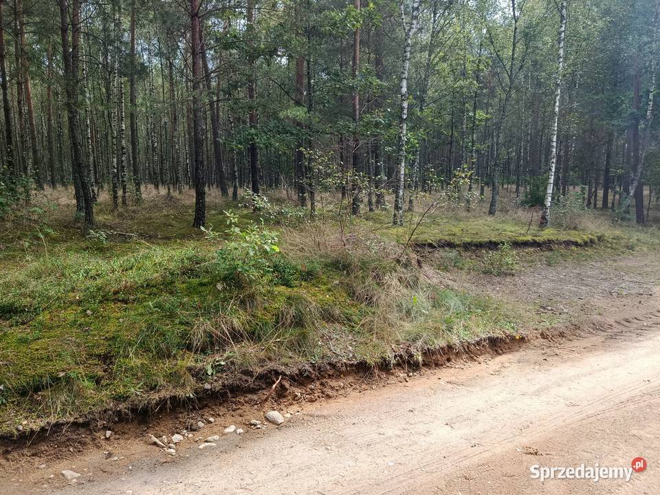 Sprzedam las Bartoszylas gm Stara Kiszewa Grunty i działki Elbląg sprzedam