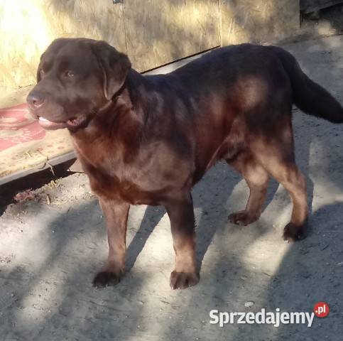 Labrador Retriever szczeniaki czekoladowe Labrador Parczew