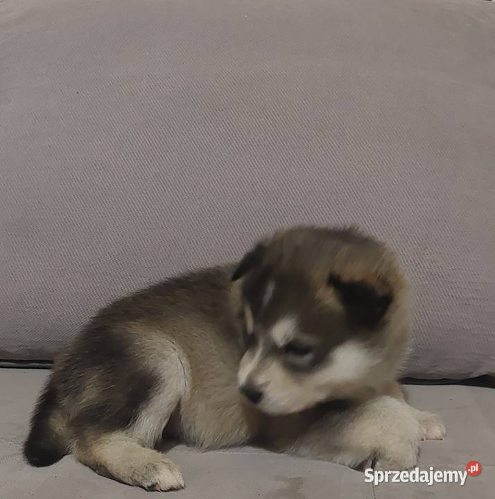Alaskan Malamute suczka szczeniak Przemyśl