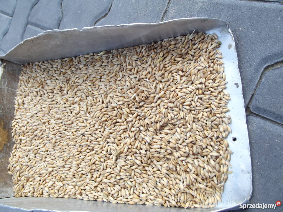 Pszenżyto REMIKO centrali Zboża świętokrzyskie Masłów Drugi