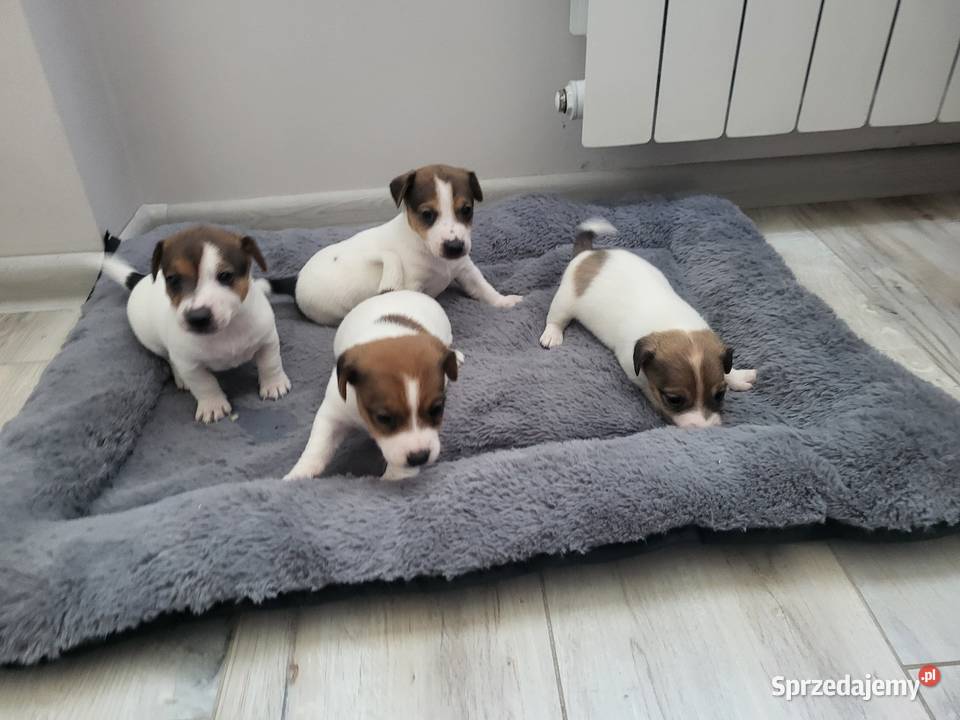 Jack Russell Terrier Nowy Dwór