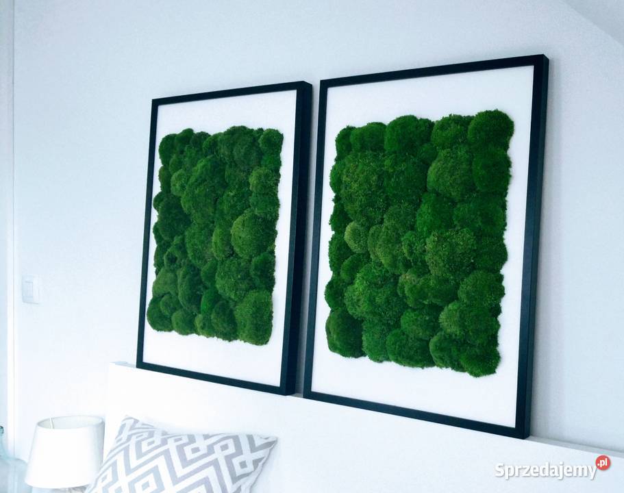 Dwa obrazy z mchem poduszkowym 50x70 w czarnej Kraków