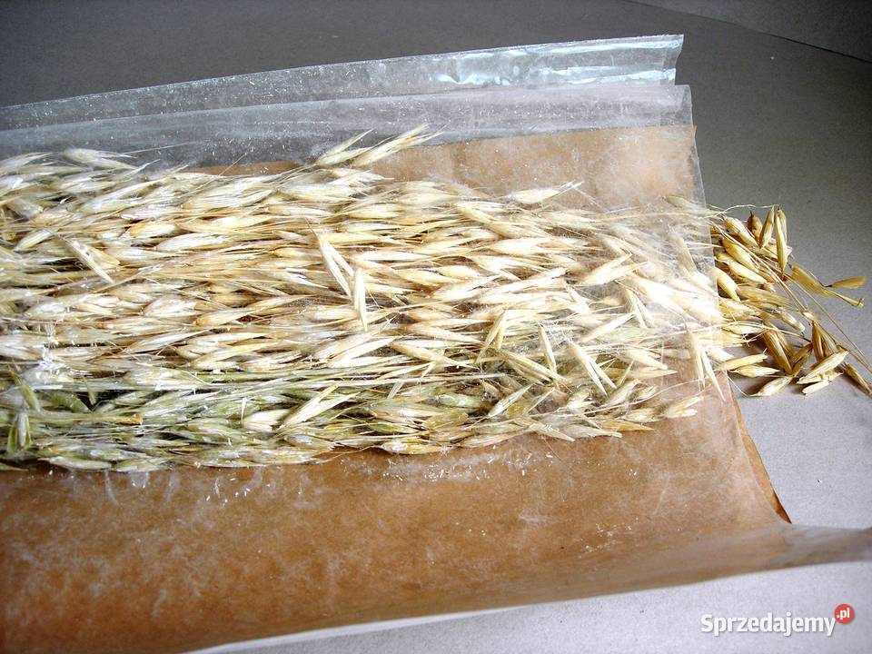 Susz ozdobny zboża trawy Dijk Natural Pozostałe Bełchatów