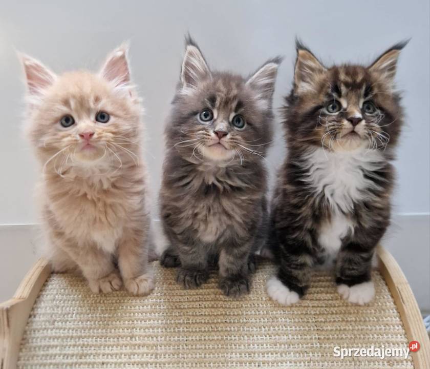 Kocieta Maine Coon Wrocław