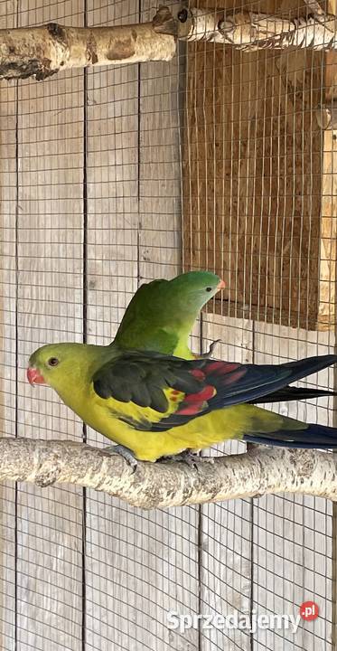 Papugi samiec Górski