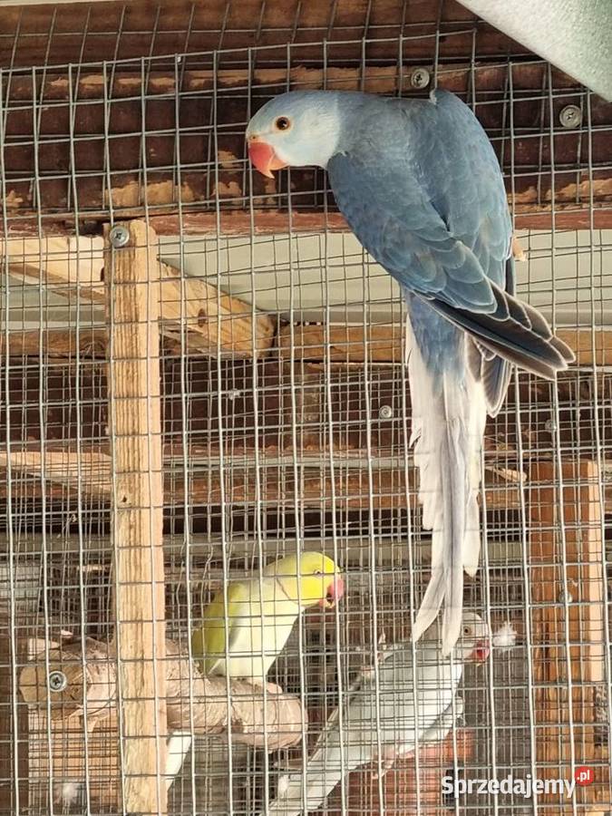 Papugi Rudosterki aleksandretty wielkopolskie Odolanów