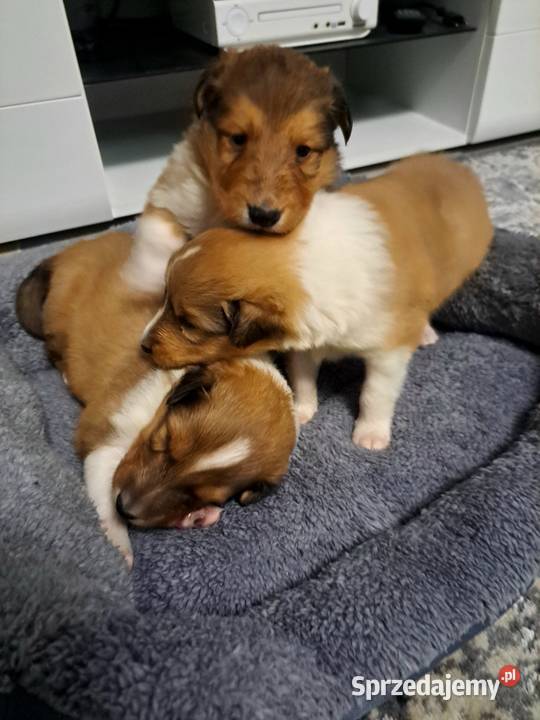 Owczarek Szkockie Collie szczeniaki Radom