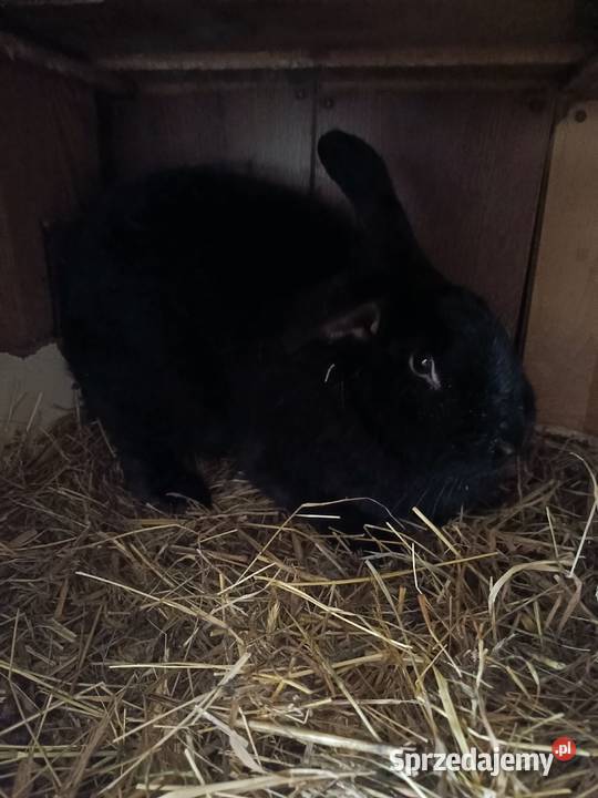 Sprzedam samice wiedyńską